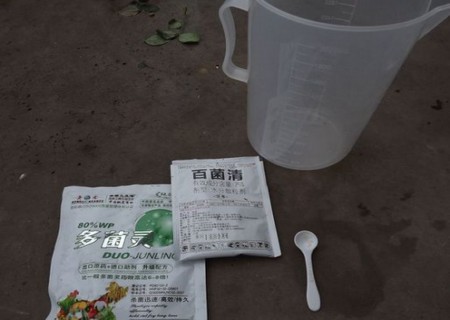 月季花插枝方法图解3