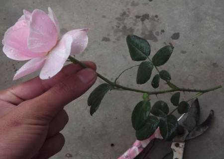 月季花插枝方法图解1