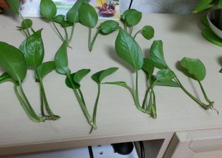 绿萝怎么分株图解3