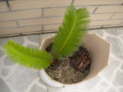 铁树分株方法