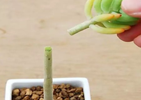 八千代如何去头2