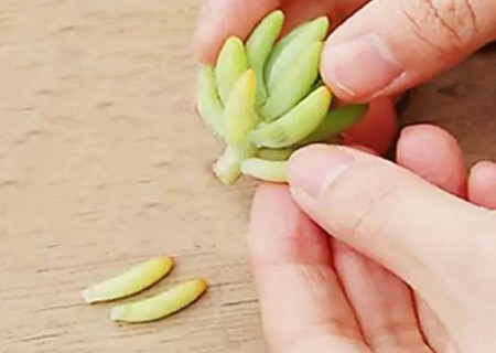 八千代如何去头4