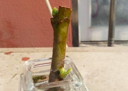 无花果嫩枝扦插技术5