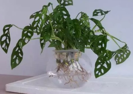 龟背竹水培方法和注意事项