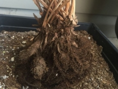 孔雀竹芋根部能发芽吗