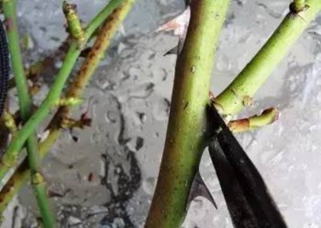 月季花扦插的详细过程图解3