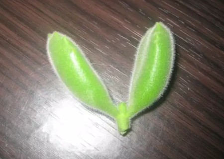 熊童子怎么叶插繁殖图解2