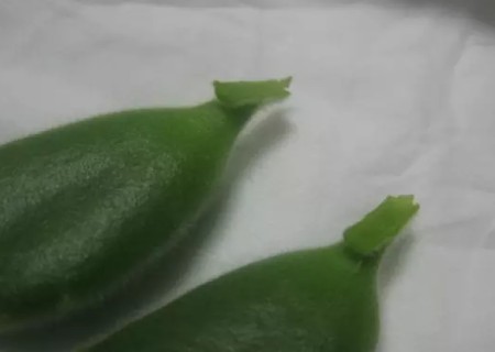 熊童子怎么叶插繁殖图解3