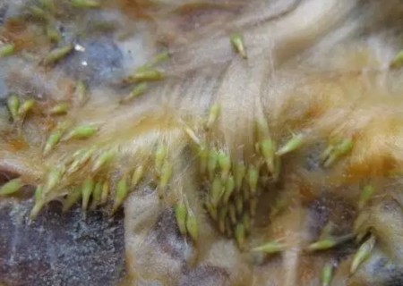 空气凤梨播种繁殖