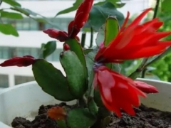 假昙花的繁殖方法