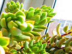 怎么给徒长的黄丽砍头 砍头后怎么处理