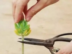 多肉砍头苗：多肉砍头后怎么发根