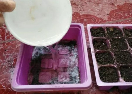 长春花种子播种育苗教程2
