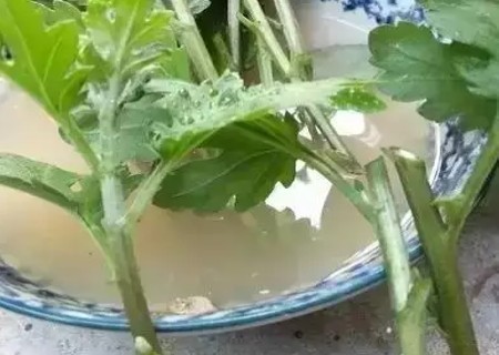 盆栽菊花扦插技术3