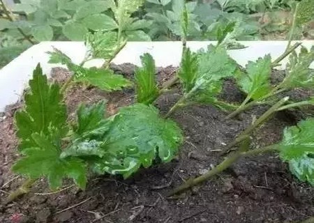盆栽菊花扦插技术5