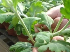盆栽菊花扦插技术