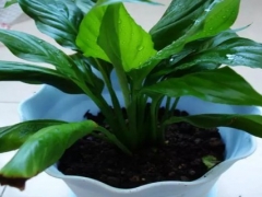 盆栽红掌如何分株