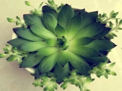 观音莲如何分株繁殖
