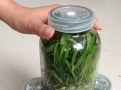 铁皮石斛组培苗技术