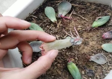 多肉叶插后怎么移盆