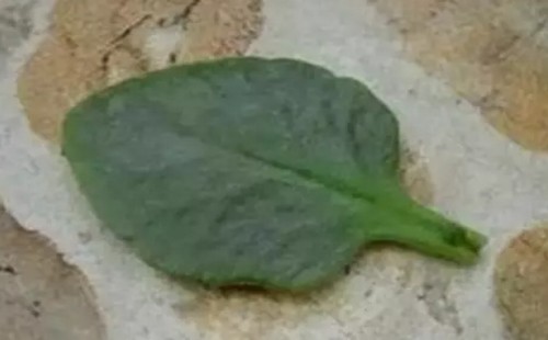 长寿花怎样叶插图解2
