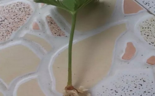 天竺葵叶插方法3