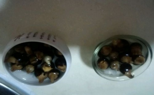 水培桂圆详细步骤5