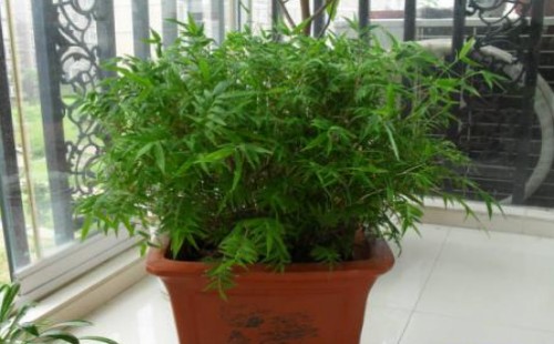 凤尾竹播种繁殖方法