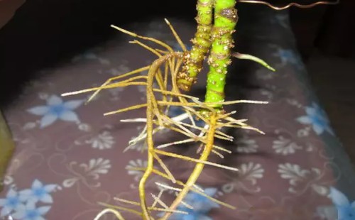 鹅掌柴水培方法3