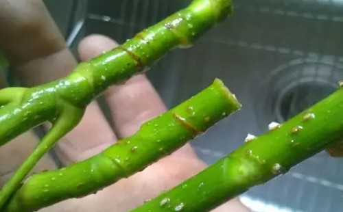 鹅掌柴水培方法2