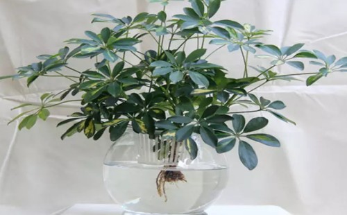 鸭脚木水培技术