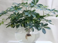 鸭脚木水培技术