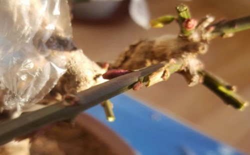 迎春花盆景怎么嫁接7
