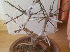 迎春花盆景怎么嫁接