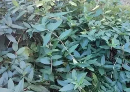 金银花扦插繁殖技术1