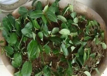 金银花扦插繁殖技术6