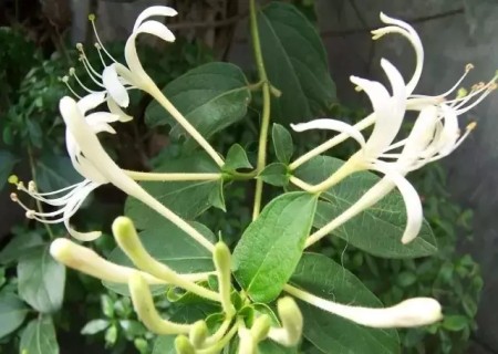 金银花扦插繁殖技术7