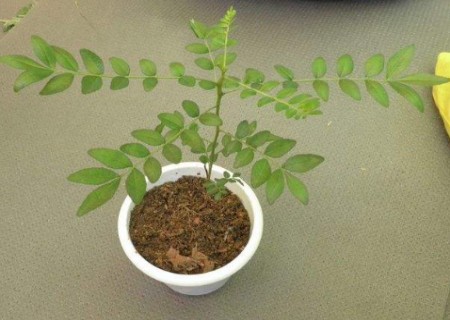 花椒种子育苗技术