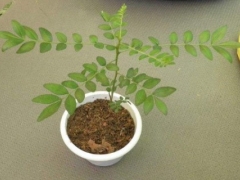 花椒种子育苗技术