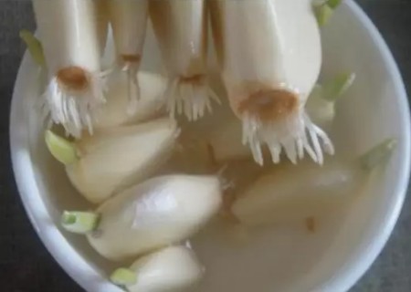 水培大蒜步骤图解3