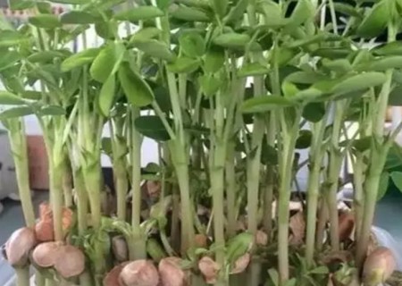 水培花生步骤8