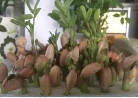 水培花生步骤6