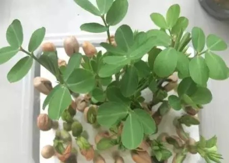 水培花生步骤7