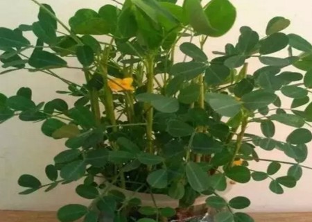 水培花生步骤1