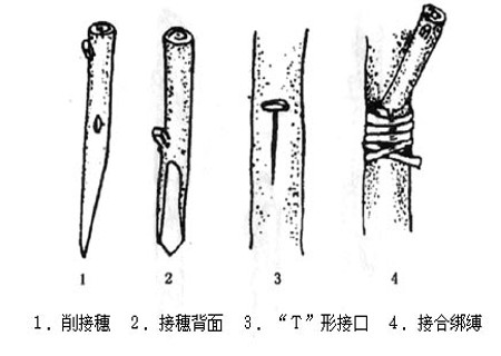 梨树腹接嫁接技术