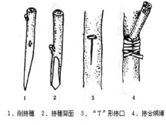 梨树腹接嫁接技术