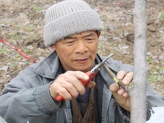 梨树的嫁接方法