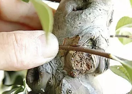 梨树靠接技术1