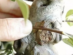 梨树靠接技术