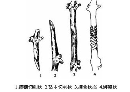 梨树双舌接技术2